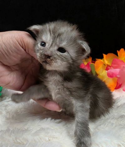 Phantom green collar black smoke — shaded line Maine Coon kitten photo 2