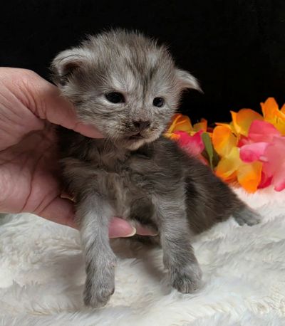 Phantom green collar black smoke — shaded line Maine Coon kitten photo 3