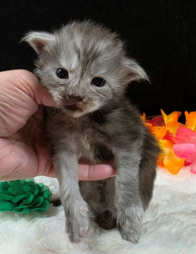Phantom green collar black smoke — shaded line Maine Coon kitten photo 6