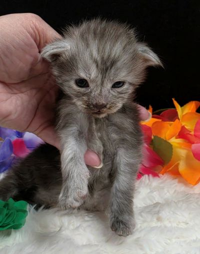 Phantom green collar black smoke — shaded line Maine Coon kitten photo 8