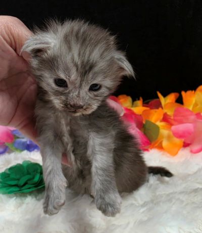Phantom green collar black smoke — shaded line Maine Coon kitten photo 10