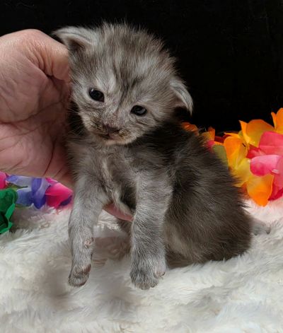 Phantom green collar black smoke — shaded line Maine Coon kitten photo 1