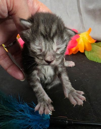 Atticus light blue collar silver black classic Maine Coon kitten photo 1