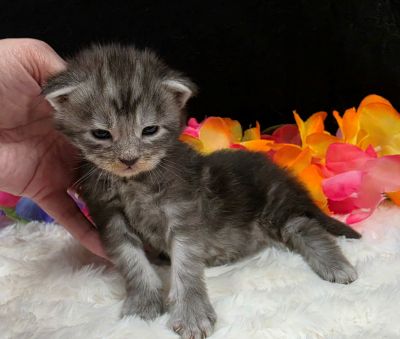 Atticus light blue collar silver black classic Maine Coon kitten photo 1