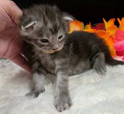 Atticus light blue collar silver black classic Maine Coon kitten photo 2
