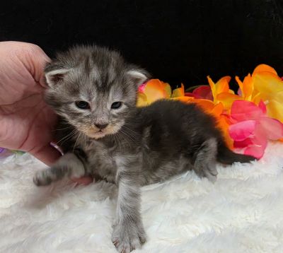 Atticus light blue collar silver black classic Maine Coon kitten photo 3