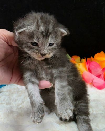 Atticus light blue collar silver black classic Maine Coon kitten photo 4