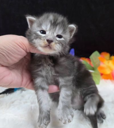 Atticus light blue collar silver black classic Maine Coon kitten photo 5
