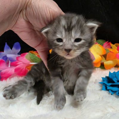 Atticus light blue collar silver black classic Maine Coon kitten photo 6