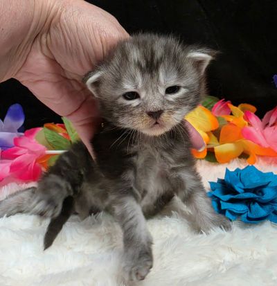 Atticus light blue collar silver black classic Maine Coon kitten photo 7