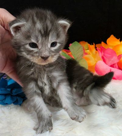 Atticus light blue collar silver black classic Maine Coon kitten photo 8