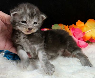 Atticus light blue collar silver black classic Maine Coon kitten photo 9