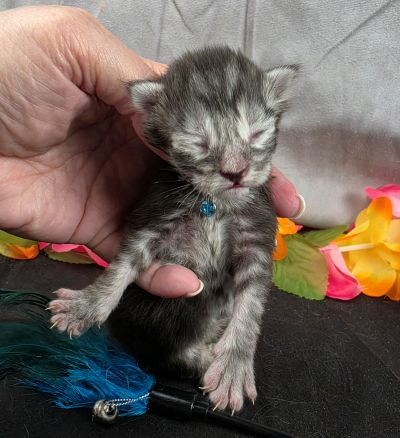 Atticus light blue collar silver black classic Maine Coon kitten photo 2