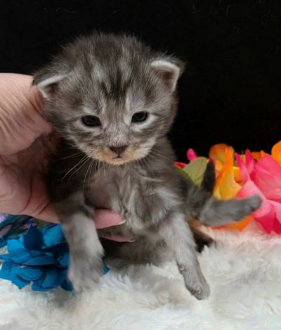 Atticus light blue collar silver black classic Maine Coon kitten photo 10