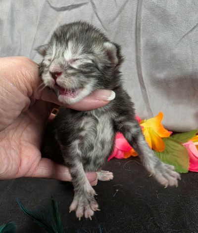 Atticus light blue collar silver black classic Maine Coon kitten photo 3