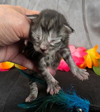 Atticus light blue collar silver black classic Maine Coon kitten photo 4