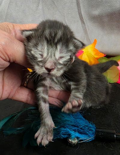 Atticus light blue collar silver black classic Maine Coon kitten photo 5