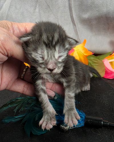 Atticus light blue collar silver black classic Maine Coon kitten photo 6