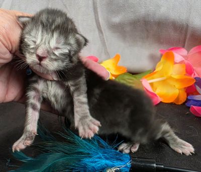 Atticus light blue collar silver black classic Maine Coon kitten photo 7