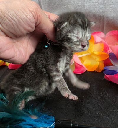 Atticus light blue collar silver black classic Maine Coon kitten photo 8