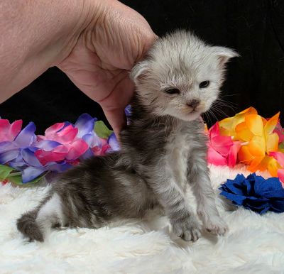 Magnus navy collar silver black classic Maine Coon kitten photo 1
