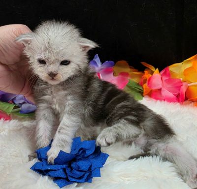 Magnus navy collar silver black classic Maine Coon kitten photo 4