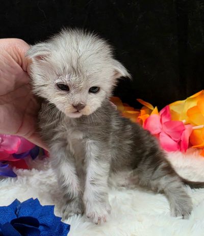 Magnus navy collar silver black classic Maine Coon kitten photo 7
