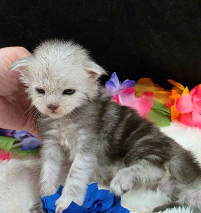 Magnus navy collar silver black classic Maine Coon kitten photo 9