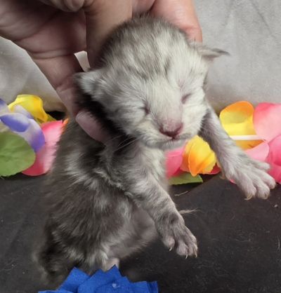 Magnus navy collar silver black classic Maine Coon kitten photo 2