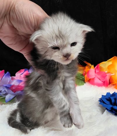 Magnus navy collar silver black classic Maine Coon kitten photo 10