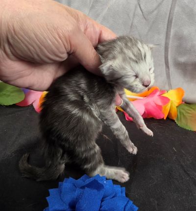 Magnus navy collar silver black classic Maine Coon kitten photo 6