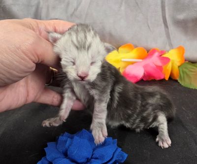 Magnus navy collar silver black classic Maine Coon kitten photo 7