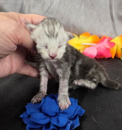 Magnus navy collar silver black classic Maine Coon kitten photo 8