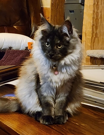 MainecoonCoonQueenDixieRose3.jpg