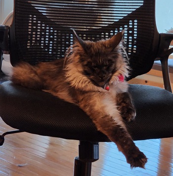 MaineCoonQueenDixieRose4.jpg
