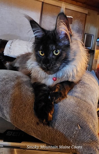 MaineCoonQueenDixieRose5.jpg