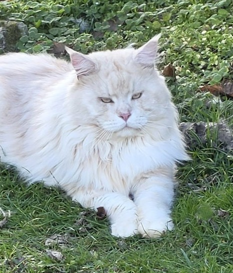 Sire Emilien Akoni
