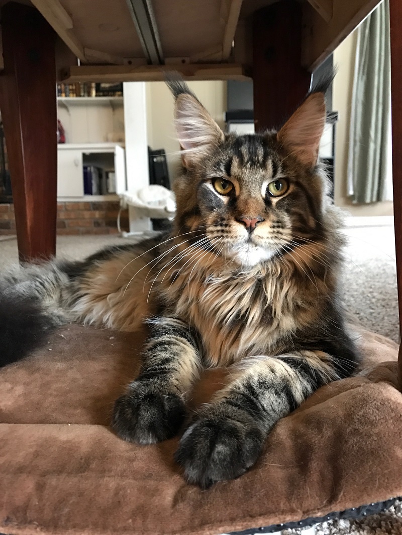 MAineCoonSireSogorsky1