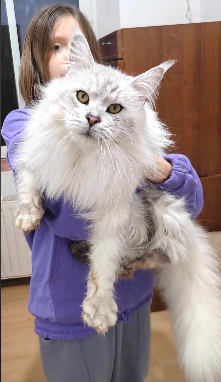 MaineCoonSire UrbanLegendsFather