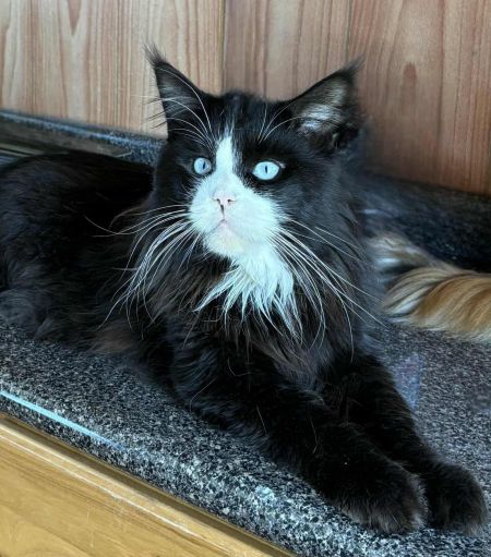 Maine Coon sire Za'Merlin Rauchen