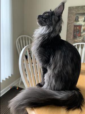 Daegan watching a squirrel in the tree in the front yard. 