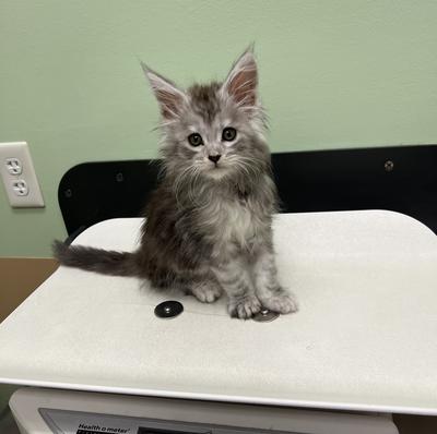 First vet appointment June 2025