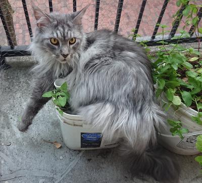 He found the catnip plant