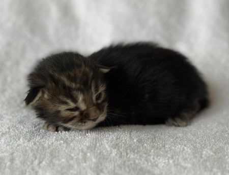 3aineCoonKittenRuniharraEmrys07302025MGreen3.jpg