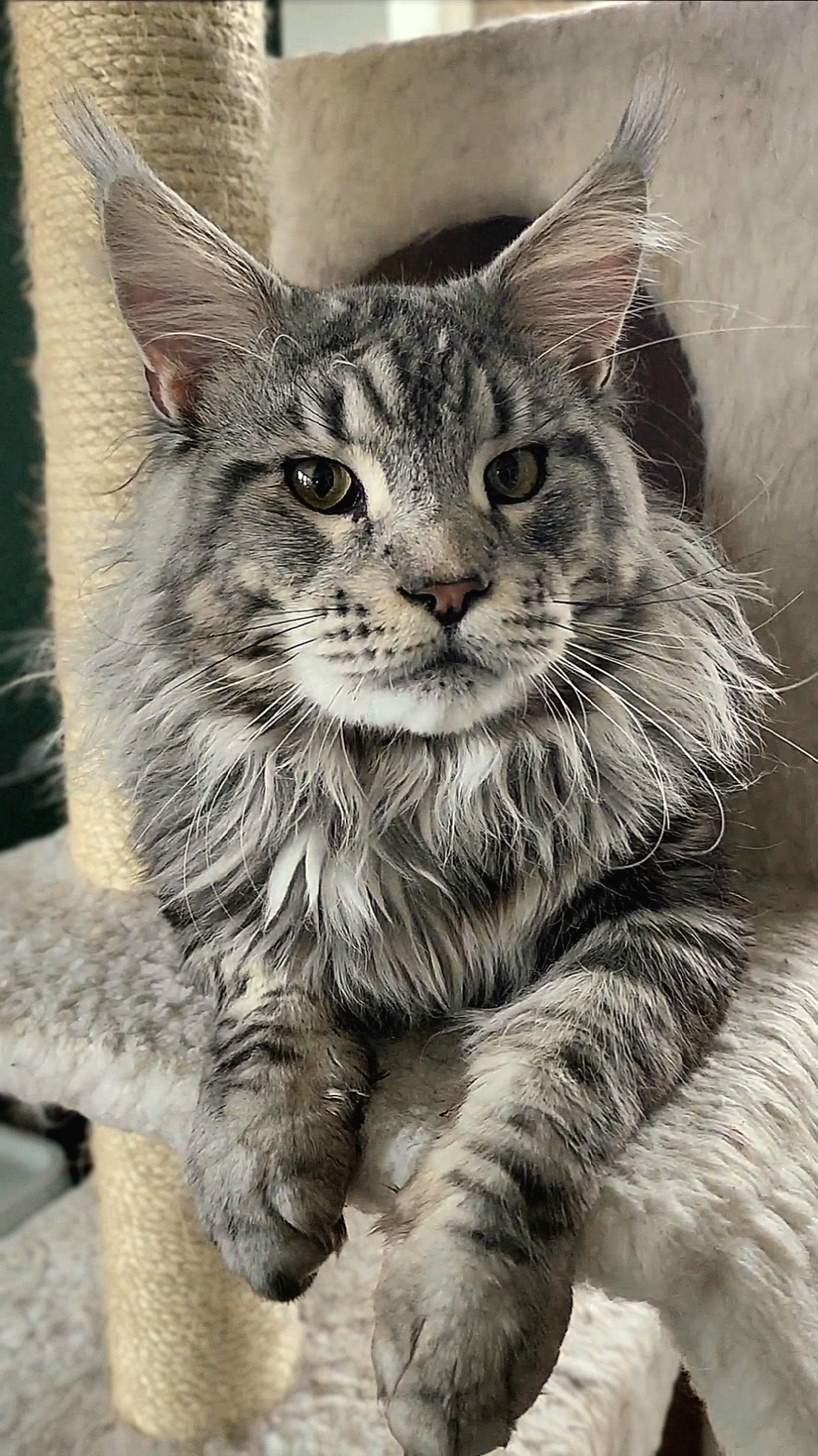 Emrys Myrddin Maine Coon photo 4