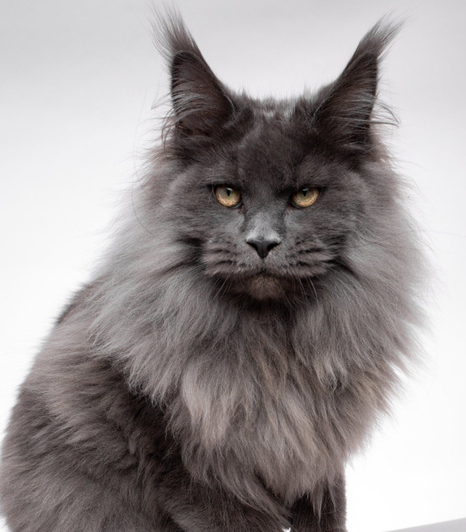 BlueSmokeMainecoon