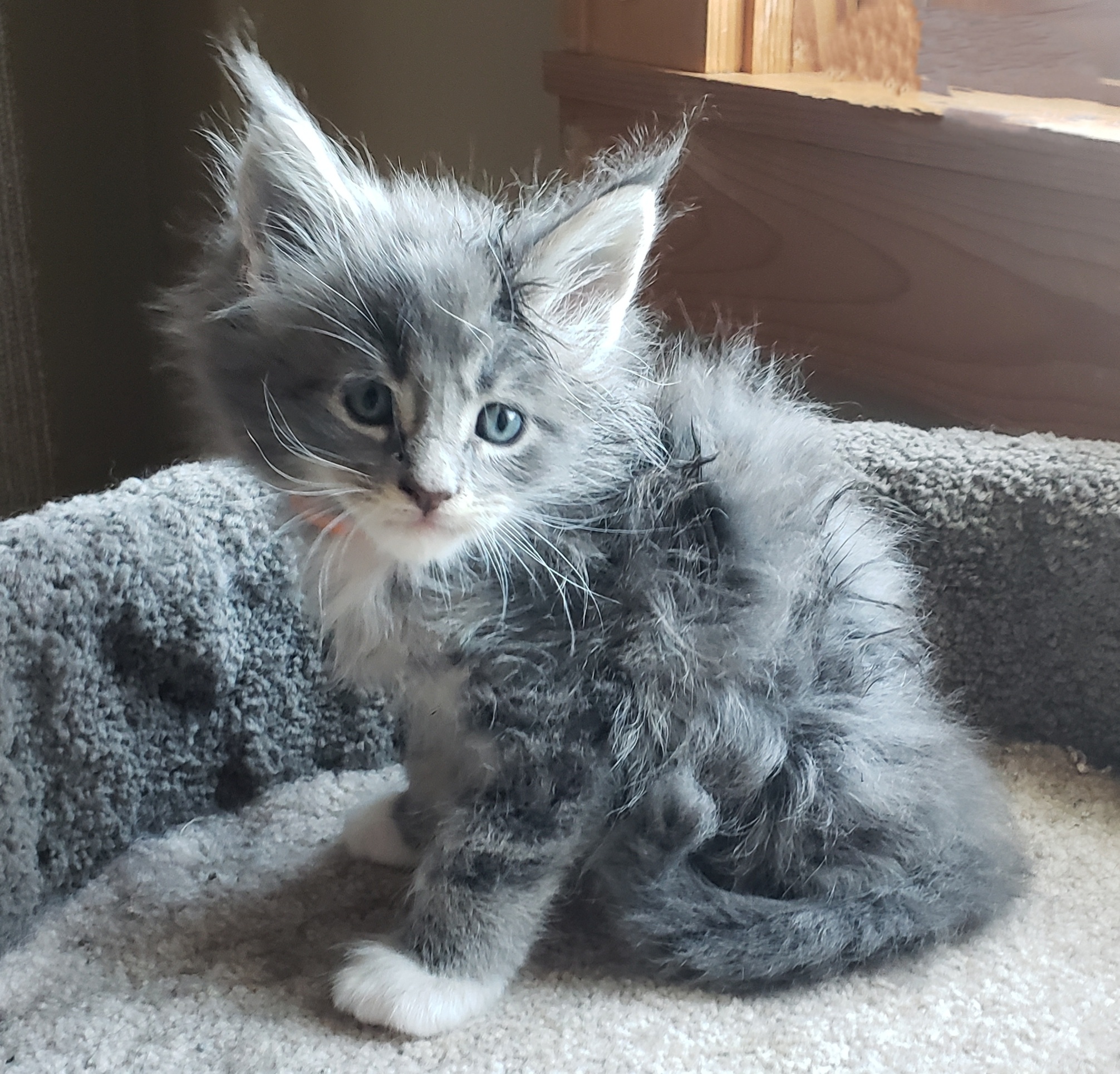 Cute_MC_Kitten.jpg
