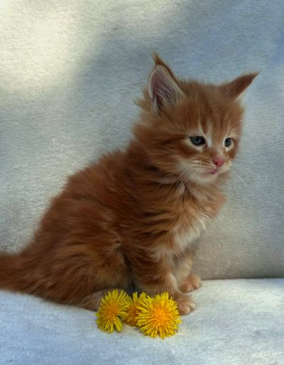 MAineCoonKittenEttinetteEmrysRed10.jpg