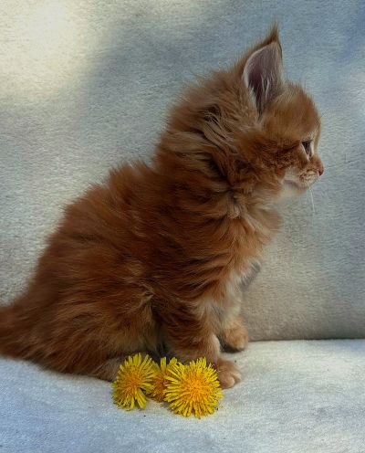 MAineCoonKittenEttinetteEmrysRed8.jpg