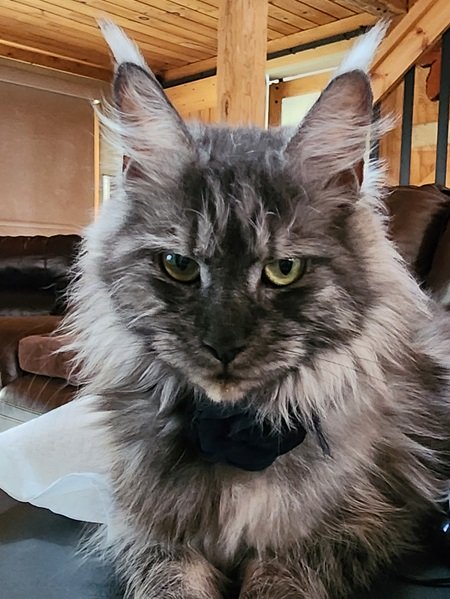 Diamond Maine Coon queen
